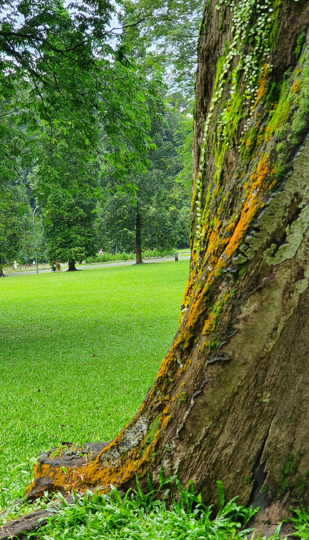 Hagekant som gir struktur, orden og mindre vedlikehold
